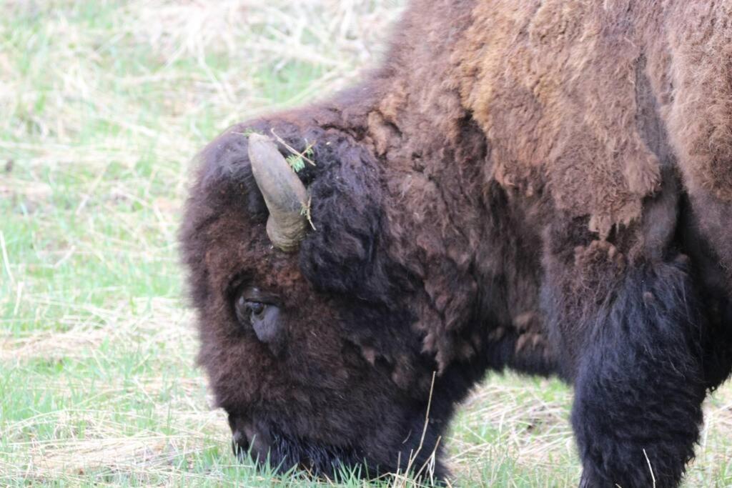 Bison Lodge - Lg Home - 2 Bedrooms - Less Than 5 Miles To Yellowstone North Entrance, Sleeps Up To 8 Гардінер Екстер'єр фото