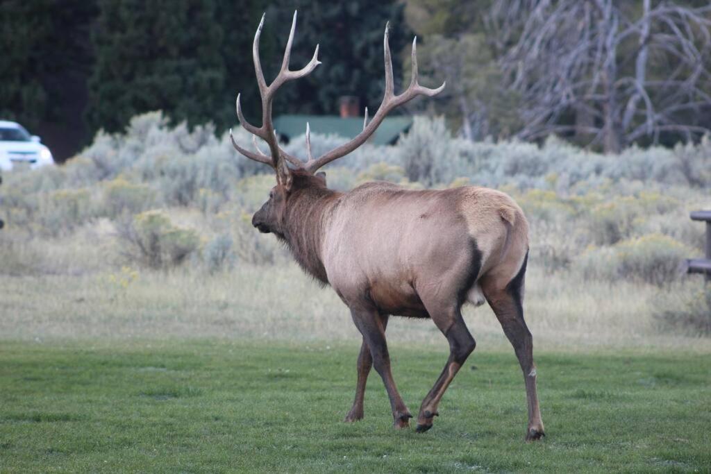 Bison Lodge - Lg Home - 2 Bedrooms - Less Than 5 Miles To Yellowstone North Entrance, Sleeps Up To 8 Гардінер Екстер'єр фото