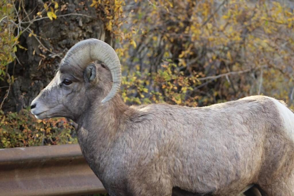 Bison Lodge - Lg Home - 2 Bedrooms - Less Than 5 Miles To Yellowstone North Entrance, Sleeps Up To 8 Гардінер Екстер'єр фото